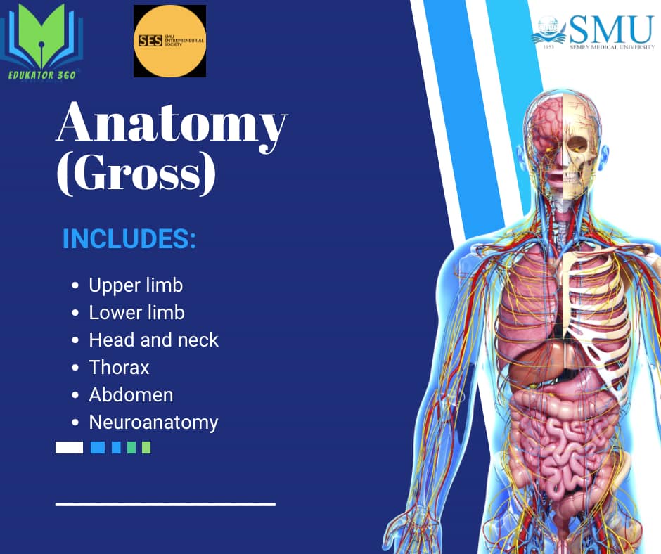 Anatomy (Gross)